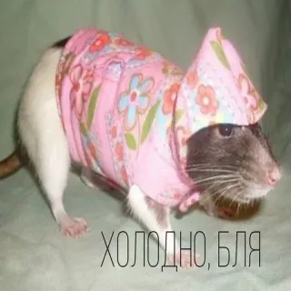🥶 ХОЛОДНО, БЛЯ rat, animal, froid, drôle, déguisé telegram sticker