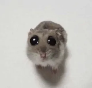 😳 hamster, mignon, animal, rongeur, animal de compagnie, petit telegram sticker