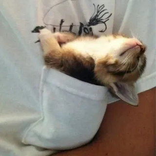 🛌 猫, 小猫, 口袋, 动物, 可爱, 困 telegram sticker