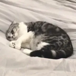 😤 кот, домашнее животное, животное, спящий, милый, домашний, кошачий telegram sticker