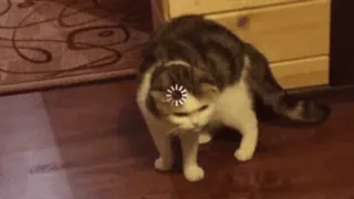 ๐ค cat, animal, loading, pet, internet, funny telegram sticker