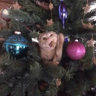 🤩 cat, christmas tree, ornaments, pet, kitten, holiday, animal, decoration telegram sticker
