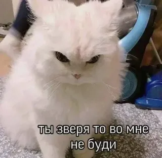 🤔 ты зверя то во мне не буди gato, enojado, meme, divertido, animal, gato doméstico whatsapp sticker