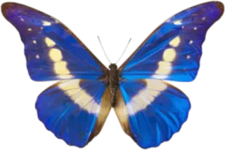 🐝 butterfly, blue, insect, nature, animal, wings whatsapp sticker