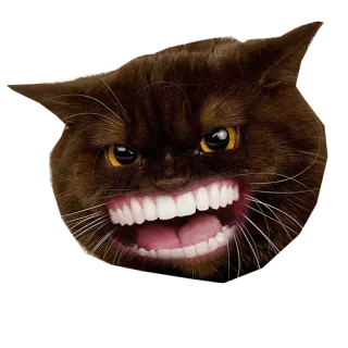 😠 猫, 歯, 動物, 面白い, ミーム whatsapp sticker