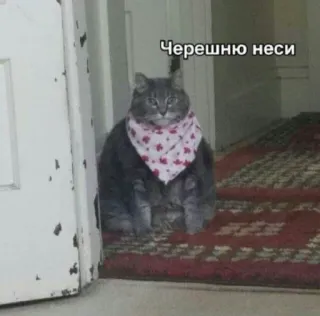 💬 Черешню неси кот, бандана, животное, милый, домашнее животное, питомец telegram sticker