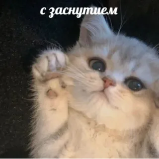 ✋ с заступом cat, cute, kitten, animal telegram sticker