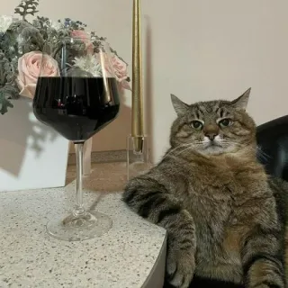 🐈 고양이, 와인, 동물, 애완동물, 반려동물, 테이블, 유리 telegram sticker
