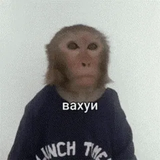 🤯 вахуи monkey, animal, sweater, funny telegram sticker