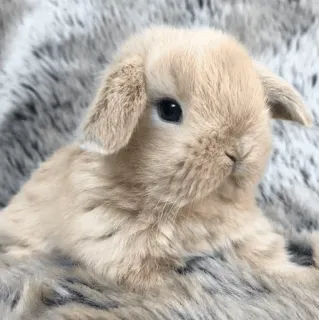 🐰 兔子, 可爱, 动物, 宠物, 毛茸茸 telegram sticker