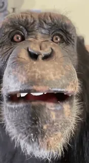 🐒 chimpanzee, ape, animal, primate, wildlife, mammal telegram sticker