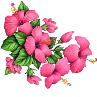 🌼 Blume, Hibiskus, Rosa, Tropisch, Blumenmuster, Natur, Pflanze whatsapp sticker