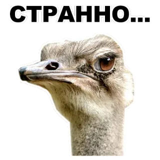 😐 СТРАННО... autruche, oiseau, animal, étrange, drôle whatsapp sticker
