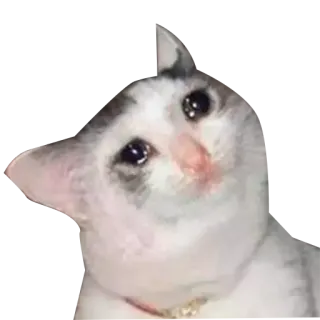 😢 кот, мем, грустный, милый, питомец telegram sticker