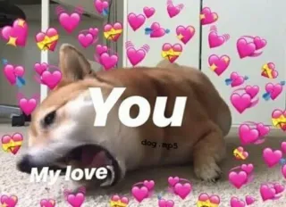 🥰 You My love) hond, liefde, hartjes, meme, schattig, grappig telegram sticker