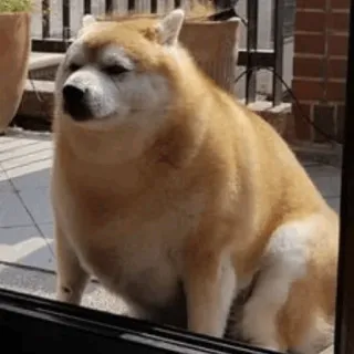 🥤 dog, shiba inu, pet, animal, funny, cute whatsapp sticker
