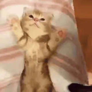 💕 chat, chaton, animal, mignon whatsapp sticker