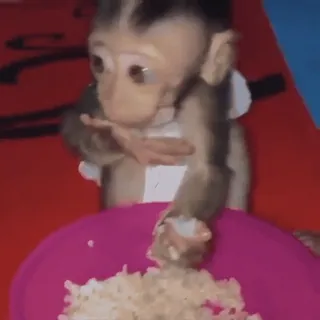 🥹 macaco, animal, fofo, comendo, arroz, macaco bebê telegram sticker