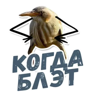 😳 КОГДА БЛЯЭТ 鸟, 俄语, 冒犯, 文本 telegram sticker