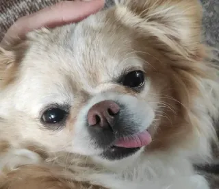 🤪 perro, chihuahua, mascota, animal, lindo, lengua, retrato, pelo largo telegram sticker