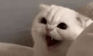 😫 gato, meme, bravo, gato branco, engraçado, animal, animal de estimação whatsapp sticker
