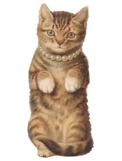 🐈 gatto, gattino, perle, animale, carino, animale domestico whatsapp sticker