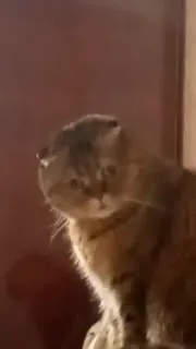 🗿 gato, animal, animal de estimação, gato doméstico, felino telegram sticker
