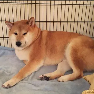 ❤️ dog, shiba inu, pet, animal, cute, domestic animal, dog breed, lying, indoor telegram sticker