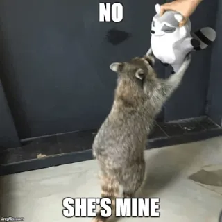 😨 NO
SHE'S MINE mapache, animal, peluche, juguete, lindo, gracioso, meme, posesivo whatsapp sticker
