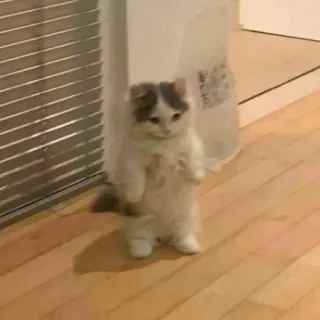 🐱 cat, standing, cute, domestic animal whatsapp sticker
