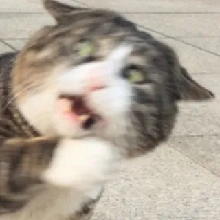 😾 猫, 面白い, 動物, ミーム, びっくり, 衝撃 telegram sticker