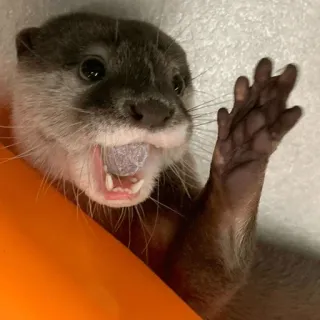 🤩 Loutre, Animal, Mignon, Mammifère, Faune telegram sticker