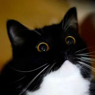 😳 cat, tuxedo cat, black and white cat, pet, animal, kitten whatsapp sticker