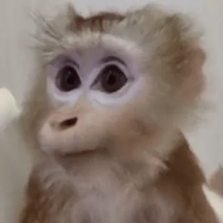 🌟 macaco, gorila, animal, primata, vida selvagem, mamífero telegram sticker