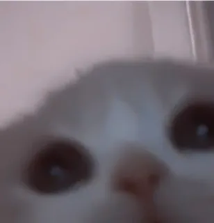 🥠 Katze, Tier, Hauskatze, Haustier, Säugetier telegram sticker