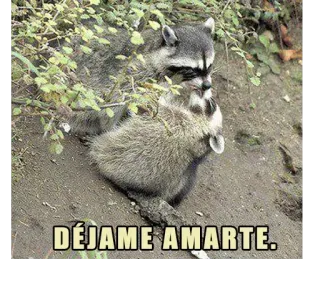 😍 DÉJAME AMARTE. Waschbär, Liebe, Tier, Natur, Zuneigung telegram sticker