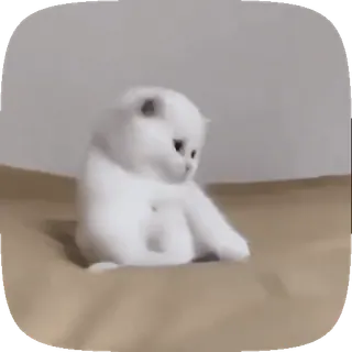 👀 gato, animal, blanco, gatito, lindo, triste, mascota, doméstico whatsapp sticker
