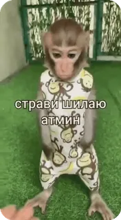 🌟 страви шилаю атмин monkey, animal, primate, clothing telegram sticker