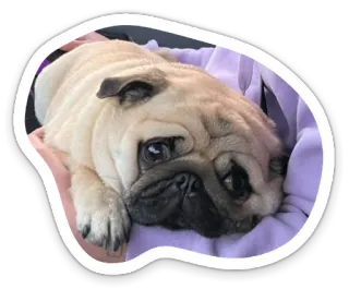 😟 pug, dog, animal, pet telegram sticker
