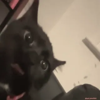 😧 猫, 黑猫, 宠物, 动物, 搞笑, 表情包, 小猫 whatsapp sticker