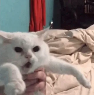 🧈 chat, animal, chat blanc, mème, drôle, choqué telegram sticker