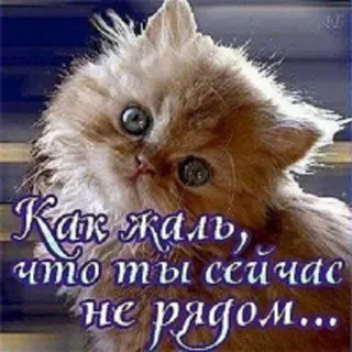 😞 Как жаль, что ты сейчас не рядом... 猫, 子猫, 可愛い, 悲しい, 会いたい, ロシア telegram sticker