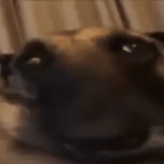 😳 perro, mascota, animal, doméstico, mamífero telegram sticker