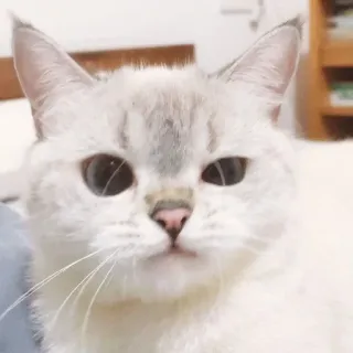 🐱 kucing, hewan peliharaan, binatang, lucu, hewan peliharaan, kucing putih, mamalia telegram sticker