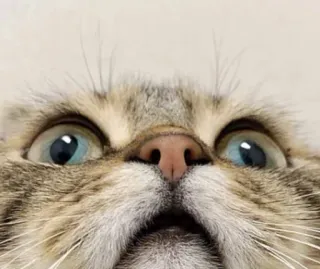 😳 猫, クローズアップ, 動物, ペット, 目, 可愛い telegram sticker