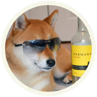 😎 HERMANO perro, gafas de sol, vino, alcohol, bebida, shiba inu telegram sticker