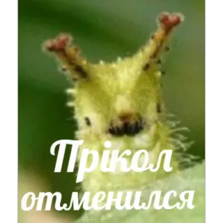 😬 Прікол
отменился bruco, insetto, verde, umorismo, divertente, meme telegram sticker