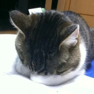 🙈 고양이, 자는, 애완동물, 동물, 고양이과, 집고양이, 편안한 telegram sticker