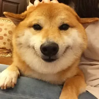 🏷 chó, shiba inu, thú cưng, động vật, dễ thương, chó con, doge telegram sticker