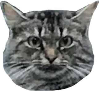 👹 cat, animal, pet, mammal, domestic cat, feline telegram sticker